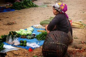 Muang Sing Safety Travel Guide: Tips, Precautions & Eco-Tours